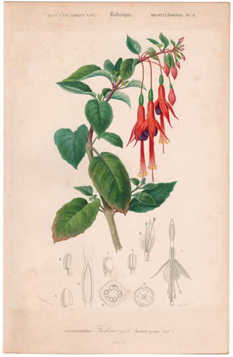 Fuschia